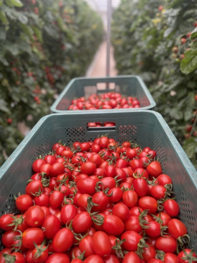 오토마테(OTOMATE)팜,방울토마토,오토마테,2kg,